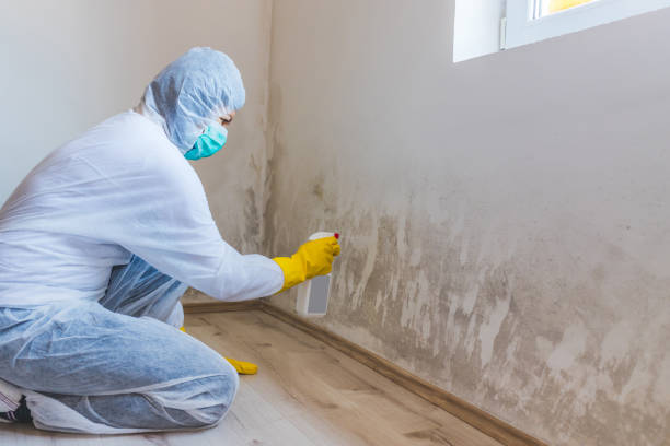 Licensed Basement Mold Remediation service in Sanford, NC - Car Mold Remediation